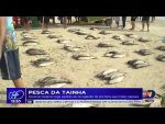 pesca-da-tainha:-governo-federal-nega-pedido-de-revogacao-de-portaria-que-limita-captura