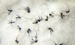 com-mais-duas-mortes,-foz-do-iguacu-chega-a-perda-de-dez-vidas-por-dengue