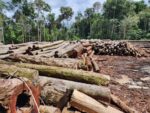 periodo-do-defeso-florestal-termina-na-segunda-feira-no-amazonas