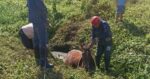 cavalo-e-resgatado-pelos-bombeiros-apos-ficar-atolado-em-vala,-em-garuva