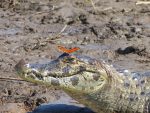 foto-mostra-jacare-debochando-ao-sentir-borboleta-laranjada-na-cabeca