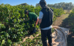 dois-adolescentes-e-uma-crianca-sao-resgatados-de-trabalho-escravo-em-colheita-de-cafe-em-santo-antonio-da-alegria,-sp