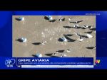 gripe-aviaria:-caso-registrado-em-ave-silvestre-nao-compromete-condicao-sanitaria-de-sc