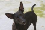 cachorro-vitima-de-maus-tratos-recupera-movimentos-e-e-colocado-para-adocao-em-santos,-sp