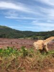 morre-em-saquarema-cadela-‘toya’,-que-ajudou-a-resgatar-vitimas-de-desastres-em-brumadinho-e-petropolis