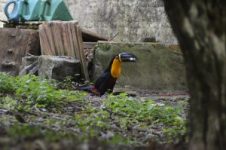 laboratorio-recebe-fotos-de-aves-da-ufsc-para-elaboracao-de-guia