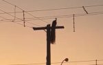 pavao-e-flagrado-em-poste-e-comportamento-chama-atencao-de-moradores-do-interior-de-sp
