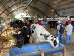 expoagro-alagoas-comeca-neste-sabado-com-julgamento-de-racas-e-leiloes