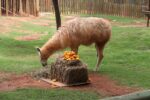 zoologico-de-sorocaba-completa-55-anos-e-animais-ganham-bolos-e-presentes-para-comemorar