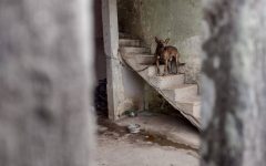 jovem-de-18-anos-e-preso-por-maus-tratos-ao-seu-cachorro