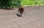 pit-bull-e-sacrificado-por-policiais-apos-invadir-casas-e-atacar-animais;-video-mostra-ataque