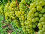 epagri-aprova-uvas-para-producao-de-vinhos-finos-mais-sustentaveis-em-sc