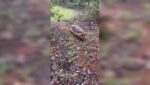 caminhoneiro-se-surpreende-ao-encontrar-tatu-da-maior-especie-do-mundo;-video