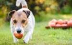 cachorro-pode-comer-maca?-veja-o-que-dizem-especialistas