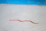 cobra-coral-venenosa-‘invade’-fundacao-casa-em-guaruja,-sp;-video