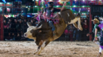 o-maior-rodeio-e-festival-sertanejo-da-regiao-chega-para-agitar-uberlandia