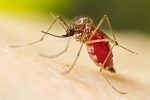 piracicaba-tem-situacao-de-risco-para-dengue,-com-circulacao-do-virus-tipo-1;-mapa-mostra-areas-com-mais-casos