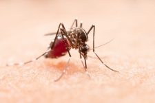 noticias-de-hoje:-dengue-causa-mais-mortes-em-sc,-crime-por-ciumes-em-biguacu-e-mais