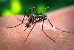 ms-investiga-mais-2-mil-casos-de-dengue-no-estado;-regiao-de-fronteira-registra-maior-incidencia