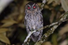 casan-monitora-aves-no-canteiro-de-obras-da-nova-ete-potecas 