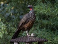 jacuguacu-com-plumagem-incomum-e-flagrado-por-observador-de-aves-no-interior-de-sp