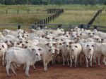 com-8,91-milhoes-de-toneladas-de-carne-bovina,-brasil-bate-recorde-de-producao-em-2023,-aponta-usp