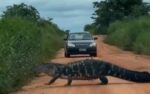 video:-jacare-de-4-metros-aparece-em-estrada-no-tocantins