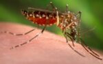 aedes-aegypti:-quanto-tempo-vive,-habitos-de-vida-e-reproducao