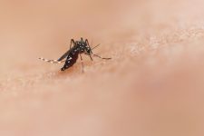 secretaria-municipal-da-saude-confirma-primeira-morte-do-ano-por-dengue-em-aracaju