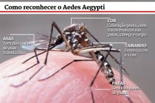 dengue-vive-seu-pior-ano,-mas-podera-estar-controlada-em-uma-decada