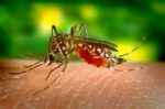 ubatuba-confirma-primeira-morte-por-dengue-neste-ano;-vitima-e-um-homem-de-58-anos