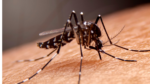 jacarei-confirma-terceira-morte-por-dengue-em-2024;-vitima-e-um-idoso-de-100-anos