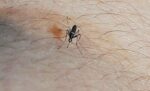 piaui-confirma-2a-morte-por-dengue-em-2024;-morte-de-crianca-sera-apurada