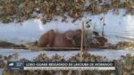 lobo-guara-resgatado-em-plantacao-de-morangos-no-sul-de-minas-esta-em-estado-grave,-diz-biologa