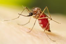 estado-de-sp-registra-91-mortes-por-dengue-e-mais-de-259-mil-casos-da-doenca-neste-ano