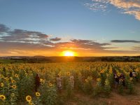 empresario-se-inspira-no-amor-da-mae-por-flores-para-criar-campo-com-50-mil-girassois-em-indaiatuba;-veja-fotos